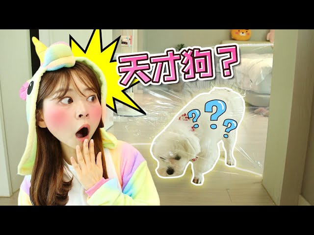 給coco設置了透明墻,它會有什麽有趣反應呢?小伶玩具 | xiaoling toy